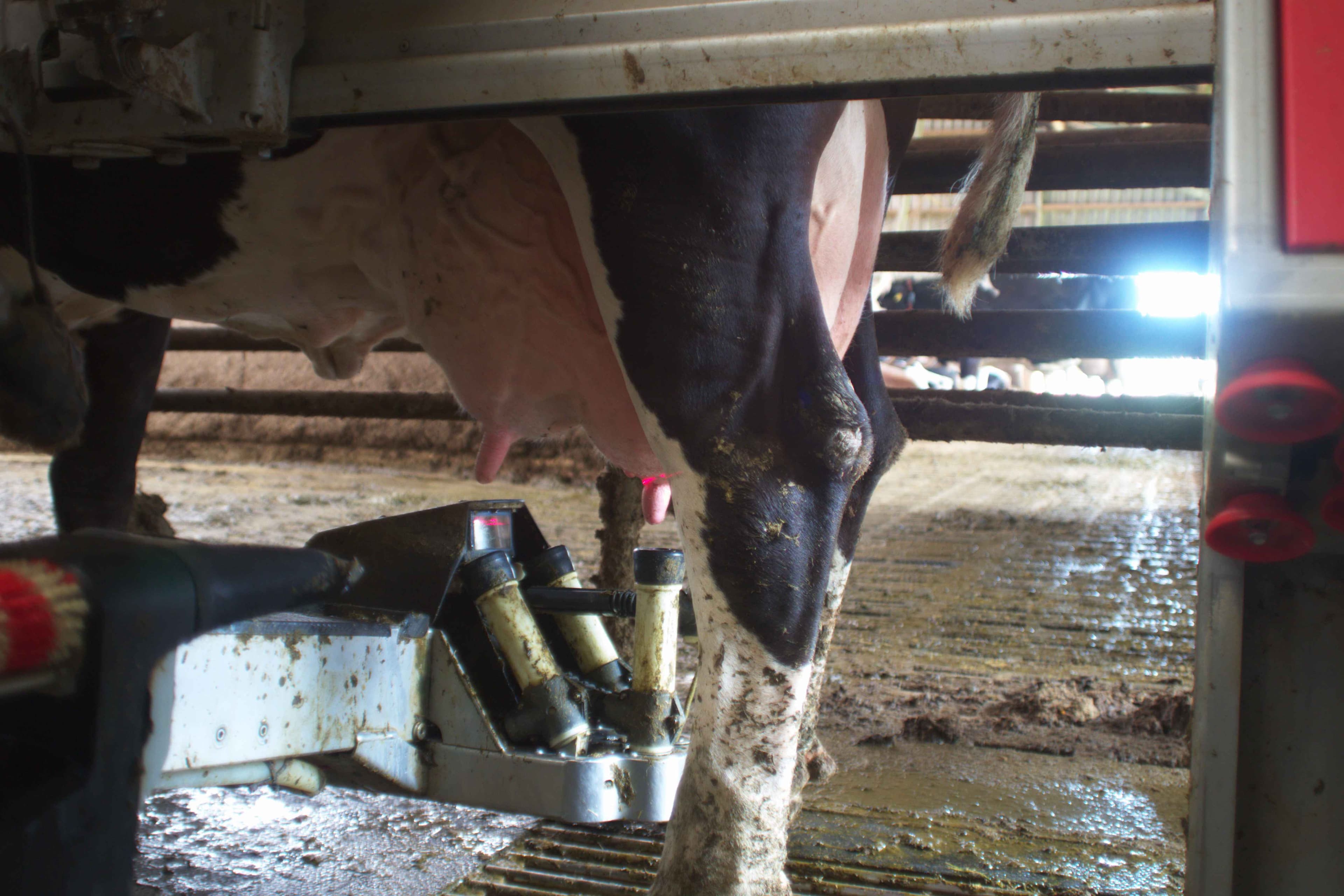 VoerFit AI-model leert patronen in melk- en staldata